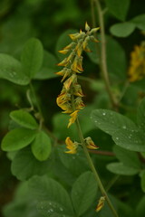 Yellow Crotalaria pallida flowers bloom against a soft green background.