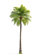 Fototapeta premium Tall palm tree with green fronds isolated on white background