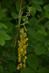 Yellow Crotalaria pallida flowers bloom against a soft green background.