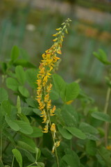 Yellow Crotalaria pallida flowers bloom against a soft green background.