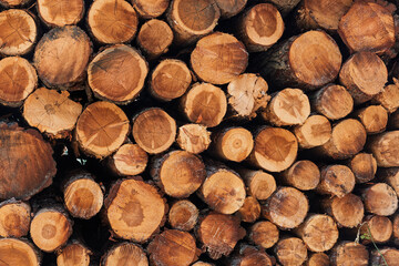 Pila de troncos de madera vista de frente, textura