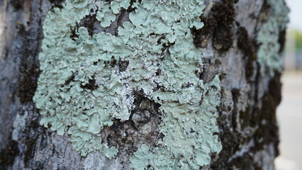 tree bark texture