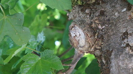 butterfly on a tree