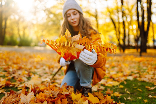 A young woman in a bright jacket and gloves collects bright autumn leaves in a sunny park. A female volunteer collects fallen leaves with a rake. The concept of ecology, cleaning.