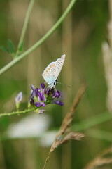 Bläuling geschlossen seitenansicht von vorne auf Luzerne, Hauhechel-Bläuling (Polyommatus icarus)