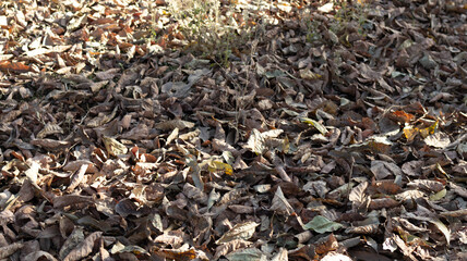 Dried fallen leaves covering the ground shining when sunshine falling on them makes them bright and beautiful, 