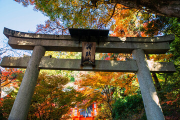 Torii gate to Bishamondo temple pagoda by autumn garden, Kyoto