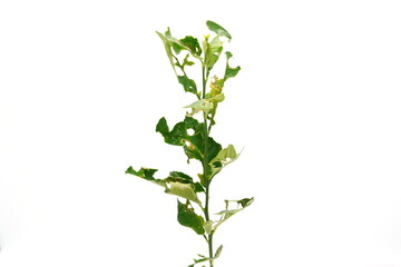 A small caterpillar is eating lemon leaves.
