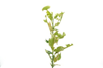 A small caterpillar is eating lemon leaves.