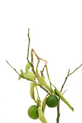 Worms are attacking the lemon tree trunk.