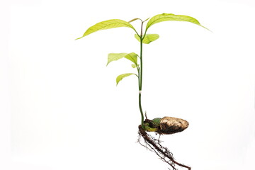 mango sapling on a white background.
