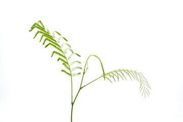 Senegalia pennata on a white background.