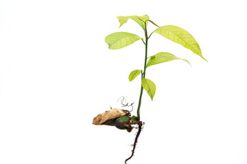 mango sapling on a white background.