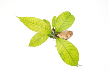 mango sapling on a white background.