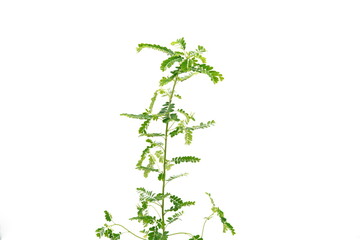 Phyllanthus niruri herb plant and other name, Seed-under-leaf, on a white background.