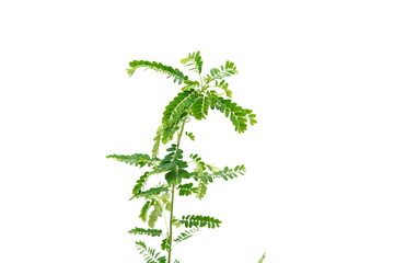 Phyllanthus niruri herb plant and other name, Seed-under-leaf, on a white background.