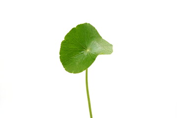 Hydrocotyle umbellata on a white background