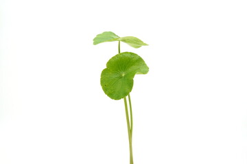 Hydrocotyle umbellata on a white background