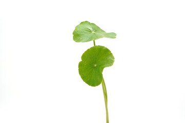 Hydrocotyle umbellata on a white background