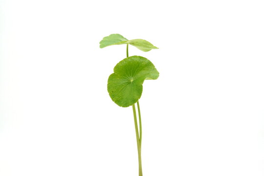 Hydrocotyle umbellata on a white background