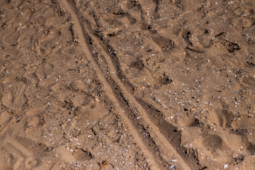 Close-up of sandy beach with scattered seashells, footprints, and a clear track line running through soft, sunlit grains of sand.