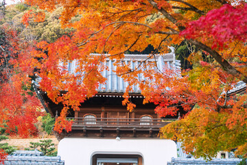 Koshoji Temple entrance with beautiful autumn leaf colors in Uji