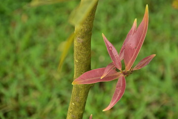 Young, reddish-green leaves sprout from a plant stem against a dark background.