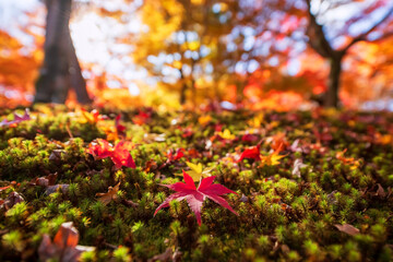 Red maple leaf in autumn garden of  Tofuku-ji temple, Kyoto, Japan