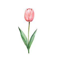 Watercolor rendering of a captivating pink tulip isolated on a transparent setting, graceful flower