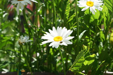 White daisy (Bellis perennis) in the countryside around Marradi, Tuscany, Italy