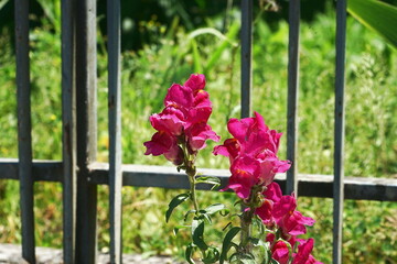 Snapdragon flowers in Marradi, Tuscany, Italy