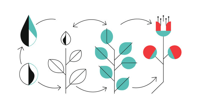 Understanding the fascinating cycle of plant life from seed to blooming flower through detailed illustrations