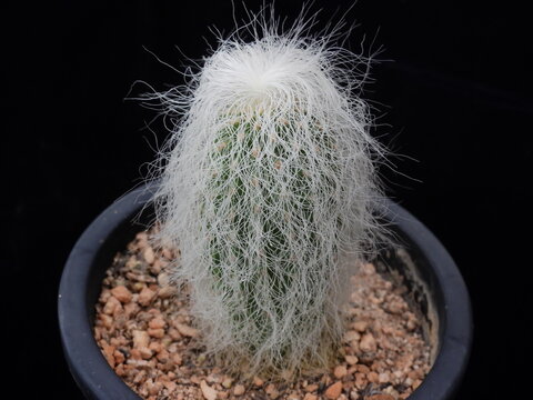 Hairy Cactus" Images  Browse 177 Stock Photos, Vectors, and Video | Adobe  Stock