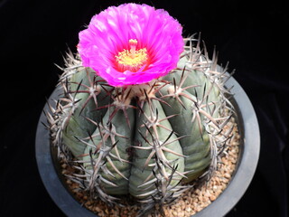 Thelocactus bicolor, known as Wonsanjigu in Korea, flowering cactus with vivid pink bloom...