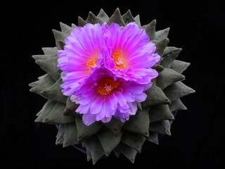 Ariocarpus fissuratus (Korean name: Yongmiokdan) blooming with bright pink flowers