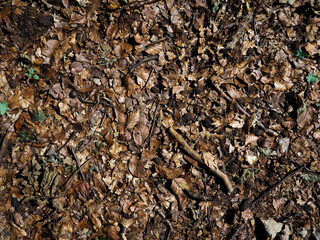 Dry Brown Leaves Texture Background