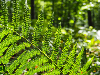 Fern Leaves in a Forest Environment
