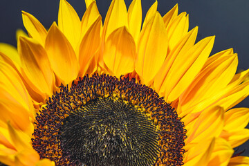 Close Up of a Vibrant Sunflower Bloom