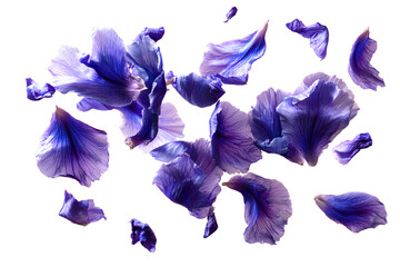  Falling purple iris petals isolated on a Transparent background PNG