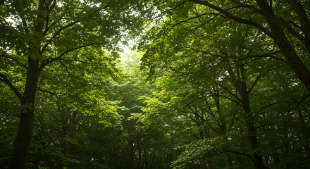 Obraz premium Lush green forest canopy with sunlight filtering through trees 