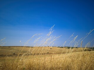 Golden grass swaying gently under a clear blue sky in a tranquil countryside setting