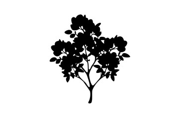 Silhouette of a blooming eucalyptus tree with white background