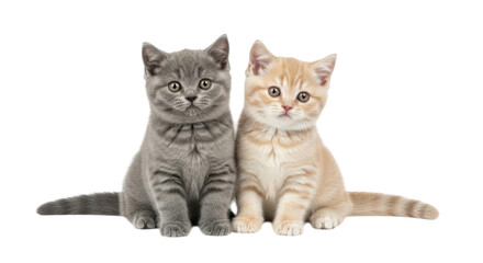 Two adorable kittens sitting side by side with curious expressions in a cute pose cutout isolated on transparent bg, png