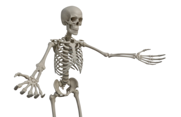 Human skeleton model with articulated joints, demonstrating pose cutout isolated on transparent bg, png