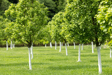 A young apple orchard on a spring day with whitewashed trunks