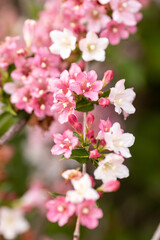 Pink delicate flowers of the Weigel shrub