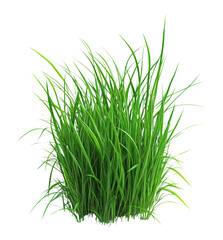 Fototapeta premium PNG Bold green grass patch vegetation background botanical.