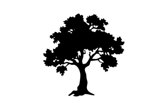 Ancient Buckeye Tree Silhouette ancient tree nature