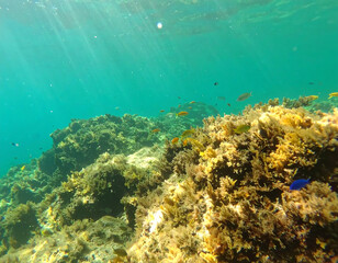Underwater view of a coral reef with various colorful fish swimming around.