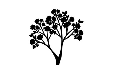 Silhouette of a blooming eucalyptus tree with white background
